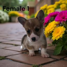 Female 1 - Red female Pembroke Welsh Corgi puppy in Tennessee from Grindstaff Corgis
