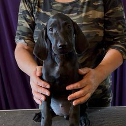 Girl 1 - Black female German Shorthaired Pointer puppy in Aitkin, Minnesota from Whispering’s GunDogs