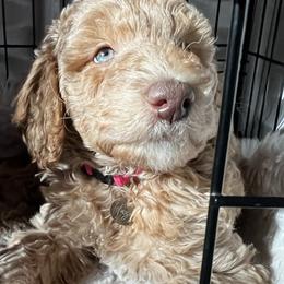 Goldendoodle Puppies from Lundee Doodles