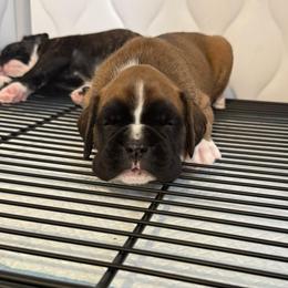Yellow - Fawn male Boxer puppy in Sultan, Washington from Aphrodite Boxers Von Kesler Haus