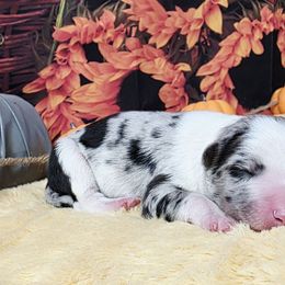 Blue cheese - White and blue merle male Border Collie puppy in Avilla, Indiana from Borderline Kennels