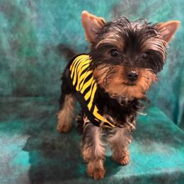 SB yellow girl - Blue and gold female Yorkshire Terrier puppy in Alburnett, Iowa from Hobbs Shire Yorkies