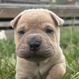 Sunny - Isabella dilute male Chinese Shar-Pei puppy in Chipley, Florida from HapPei House of Wrinkles