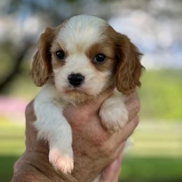 2nd pick blenheim - Blenheim male Cavalier King Charles Spaniel puppy in Graysville, Tennessee from Country Goldens and Mountain Top Cavaliers