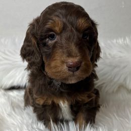 Timber - Red phantom male Aussiedoodle puppy in Clarkston, Washington from Aussiedoodle palace