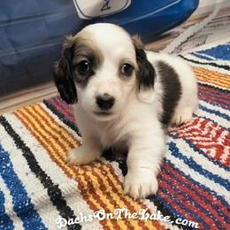 Moo Moo - Piebald female Dachshund puppy in Grove, Oklahoma from Dachs on the lake