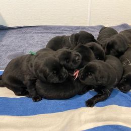 Girl-7 - Black Labrador Retriever puppy in Hutto, Texas from Texas Bluebonnet Labs