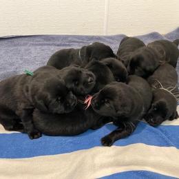 Girl-7 - Black Labrador Retriever puppy in Hutto, Texas from Texas Bluebonnet Labs