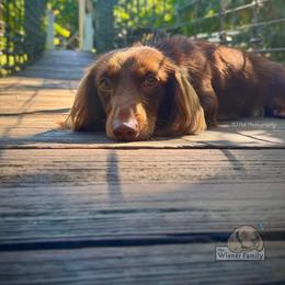 Atlas - Chocolate and tan male Dachshund puppy in Ocala, Florida from The Wiener Family
