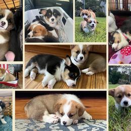 Pembroke Welsh Corgi puppies from Amber Mayhew