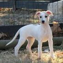 Dachshunds and Whippets from Pipers Whippets and Dachshunds