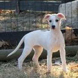 Dachshunds and Whippets from Pipers Whippets and Dachshunds