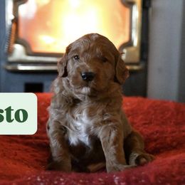 Pesto - Red  male Goldendoodle puppy in Dallas, Oregon from Angel Mortenson