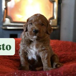 Pesto - Red  male Goldendoodle puppy in Dallas, Oregon from Angel Mortenson