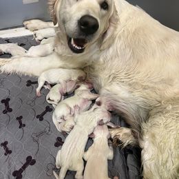 Magnolia - Golden Retriever