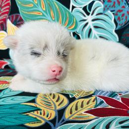 Aphrodite - White merle female American Corgi puppy in Cocoa, Florida from Cascadian Space Coast Corgis LLC