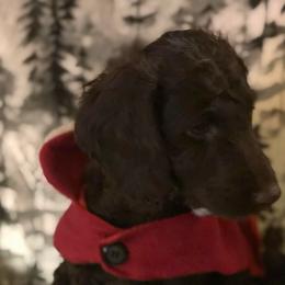 Cuddles - Chocolate female Australian Labradoodle puppy in Eagle, Wisconsin from Fruitful Beginnings,LLC