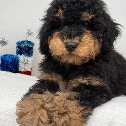 Anastasia - Phantom female Bernedoodle puppy in Austin, Texas from Doodles of Central Texas