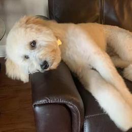 Goldendoodles and Poodles from Posh Poodles and Doodles