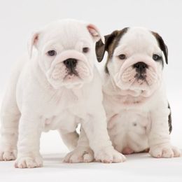 Bulldogs from Mouser Bulldogs