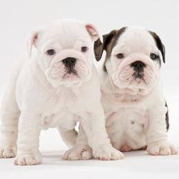 Bulldogs from Mouser Bulldogs