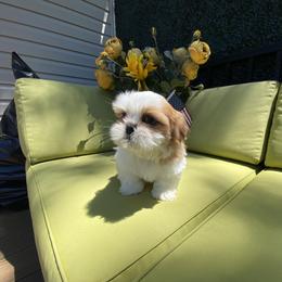 Boy 1 - Red and white male Shih Tzu puppy in Troy, Michigan from "Shihtzu Best Friend"