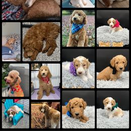 Poodle puppies from The Dog House