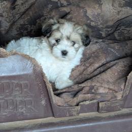 Runny - Tri-color male Coton de Tulear puppy in Mead, Oklahoma from Bar W Cotons