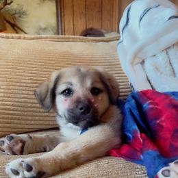 Anatolian Shepherd Dog Puppies from Mcginnis Guardian Dogs