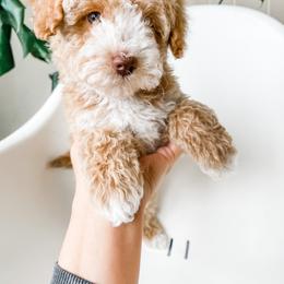 Poodle Puppies from Miniature Poodle Stud and Pups