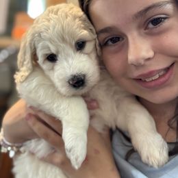 Choice 8 - Black and white female Sheepadoodle puppy in Bloomfield, New Jersey from C3 Sheepadoodles