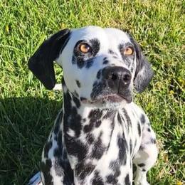 Freckles - Dalmatian