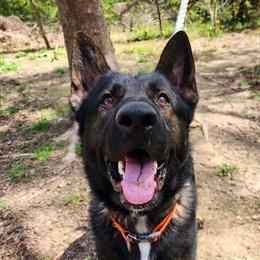 Evergreen - Sable male German Shepherd puppy in Harwood, Maryland from Reddington Shepherds