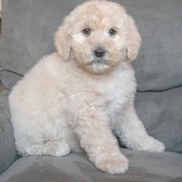 Poodle Puppies from Switzer Poodles