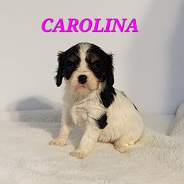 AKC CAROLINA - Tri-color female Cavalier King Charles Spaniel puppy in Joplin, Missouri, Missouri from HOL-A-DA CAVALIERS