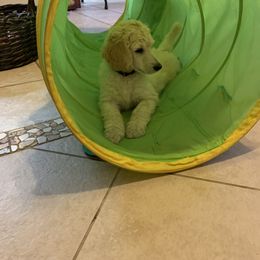 Poodle Puppies from 5-Star Poodles