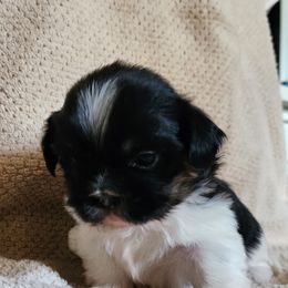 Shih Tzu puppies from Duarte's Shihtzu Puppies