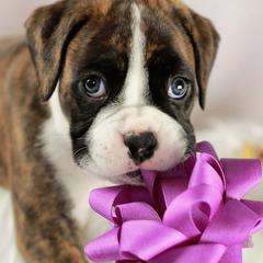 Boxers from Lando Boxers
