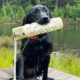 Labrador Retrievers from Drunken Bear Ranch