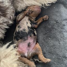 Aussiedoodle, Companion Cross, Poodle, and Yorkipoo Puppies from Teakwoodpoodleofsocal
