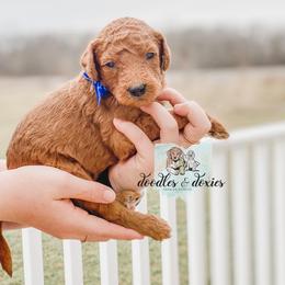 Dachshund, Goldendoodle, and Sheepadoodle Puppies from Doodles & Doxies