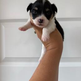 Daisy - Black and tan female Pembroke Welsh Corgi puppy in Red Bluff, California from Wilder Ranch Corgis