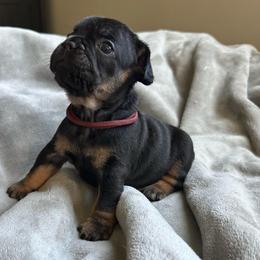 Scarlet from OFA'd parents - Black and tan female French Bulldog puppy in Billings, Montana from Montana Made Frenchies