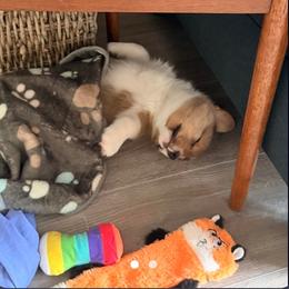 Pembroke Welsh Corgi Puppies from Rhone River Farm Pembroke Welsh Corgis