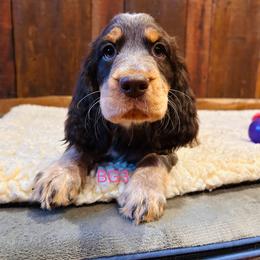 BG3 - Tri-Roan female English Springer Spaniel puppy in Britton, South Dakota from K&S Canines