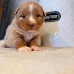 Buck - Red merle male Miniature Australian Shepherd puppy in North Lakeport, California from Wild Rose Ranch