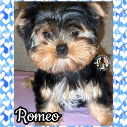 Romeo - Black and tan male Yorkshire Terrier puppy in London, Kentucky from Soto Yorkies