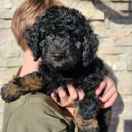 Ganges - Phantom male Bernedoodle puppy in Marshall, Michigan from Whispering Aspen Homestead