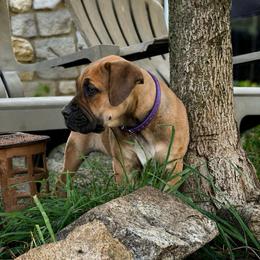 HOLO - Red female Boerboel puppy in Pennsylvania from Cold River Boerboels