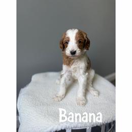 Banana - Parti male Goldendoodle puppy in Smithfield, Kentucky from KBK9 Kennels